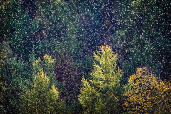 Xuan-Hui Ng, Metamorphosis #28, 2019