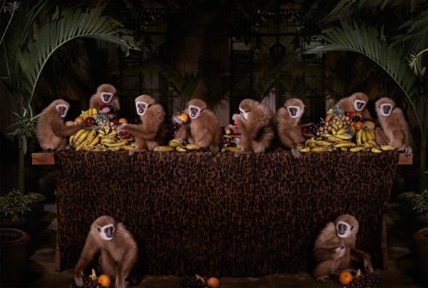 Gibbon monkeys feast on fruits at a long table surrounded by palms.