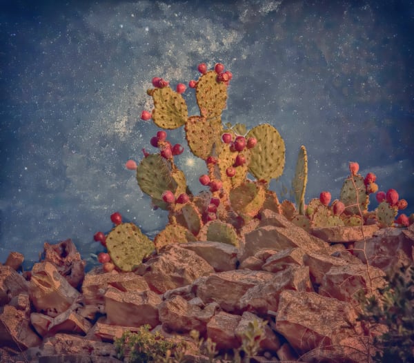 Grouping of paddle cactus with pink fruits on rocky earth with a starry sky background.