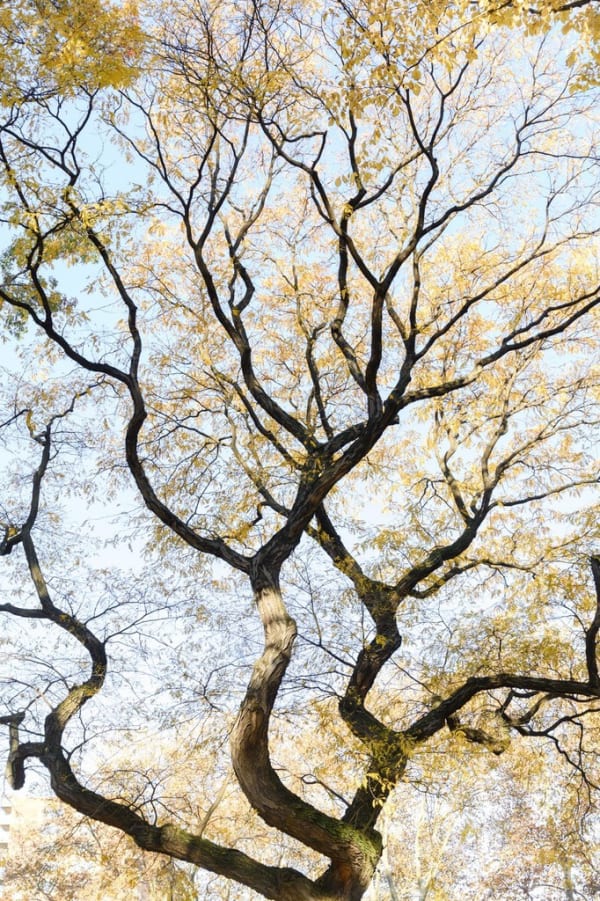 Upwards view of a twisted tree with yellow leaves.