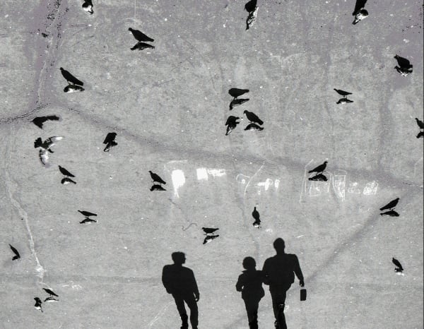 Black and white image of three shadows of figures walking among pigeons on concrete.