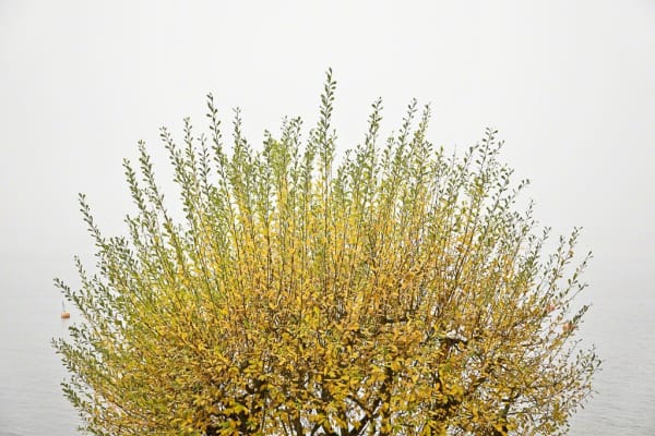 Centered, round treetop with yellow leaves with green face at end of branches on a white background.