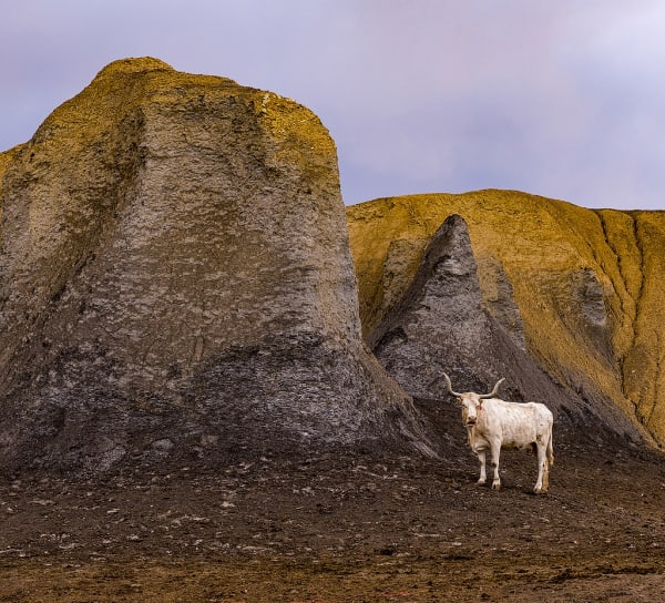 A white horned cow stands off-center on a rocky hillside.