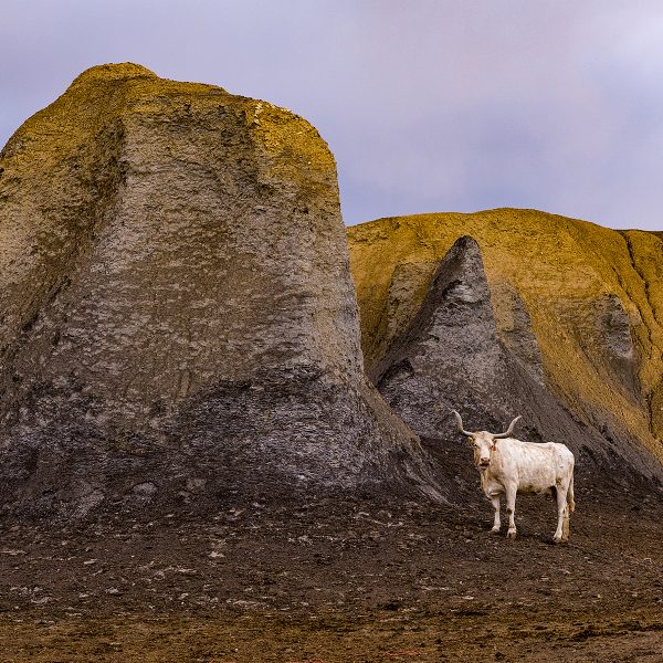 White Cow by Alan Montgomery