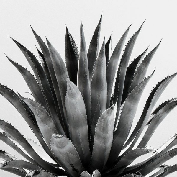 Tequila (2018) by Fikry Botros. Botros is represented by contemporary fine art photography Foto Relevance, based in Houston, tX.