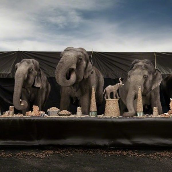 The Elephant Feast (2013) by Claire Rosen. Rosen is represented by Foto Relevance, a contemporary photography gallery based in Houston, TX.