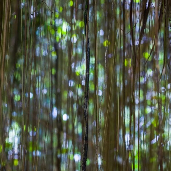 Jungle Road 13-06-35 by Laurie Lambrecht. Lambrecht is represented by contemporary fine art photography gallery Foto Relevance based in Houston, TX.