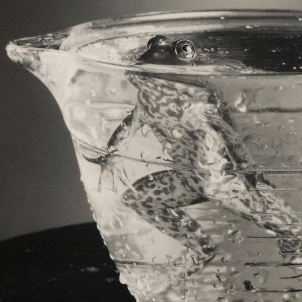 Bullfrog In Beaker by Robert Langham III. Langham is represented by contemporary fine art photography gallery Foto Relevance in Houston, TX.